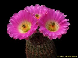 Echinocereus rigidissimus SB1777 1471  